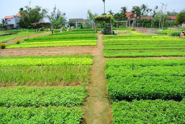Green House Homestay Hội An Kültér fotó