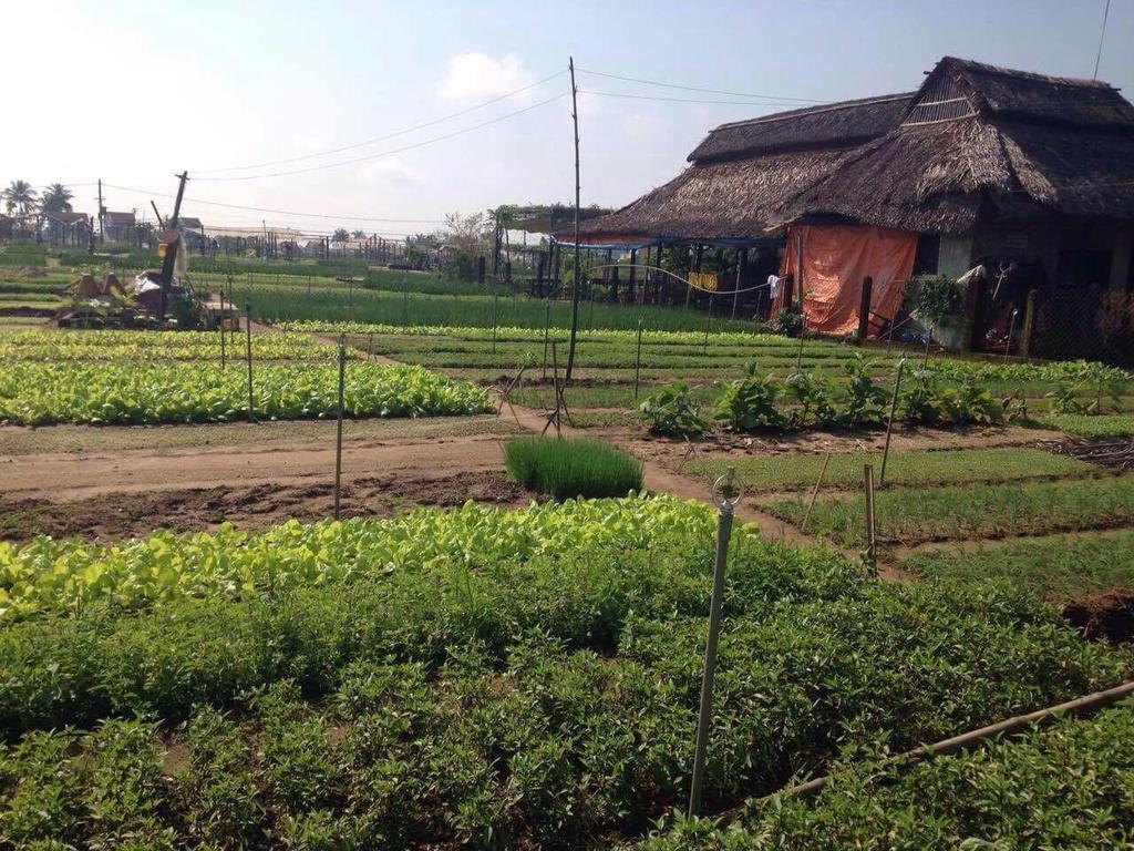 Green House Homestay Hội An Kültér fotó